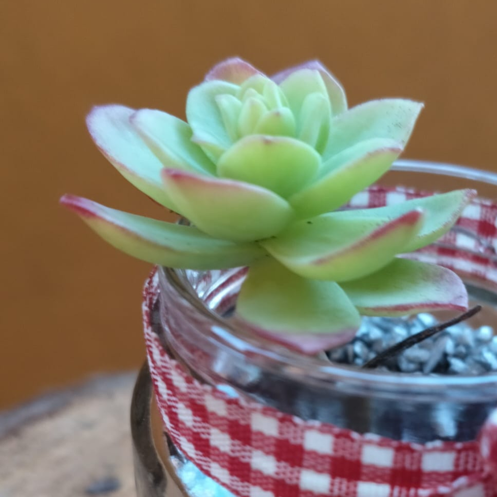 Pensiero a quadretti