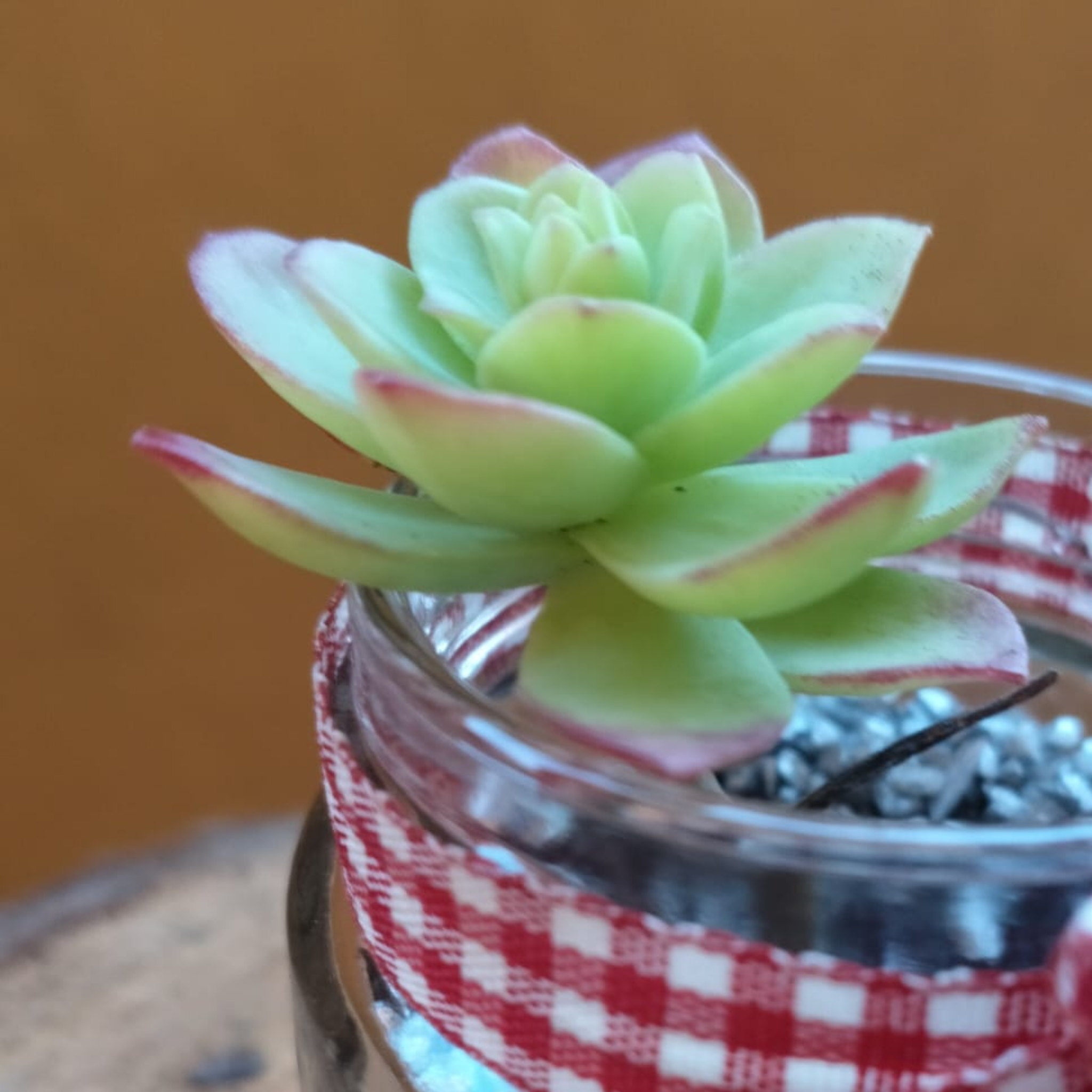 Pensiero a quadretti