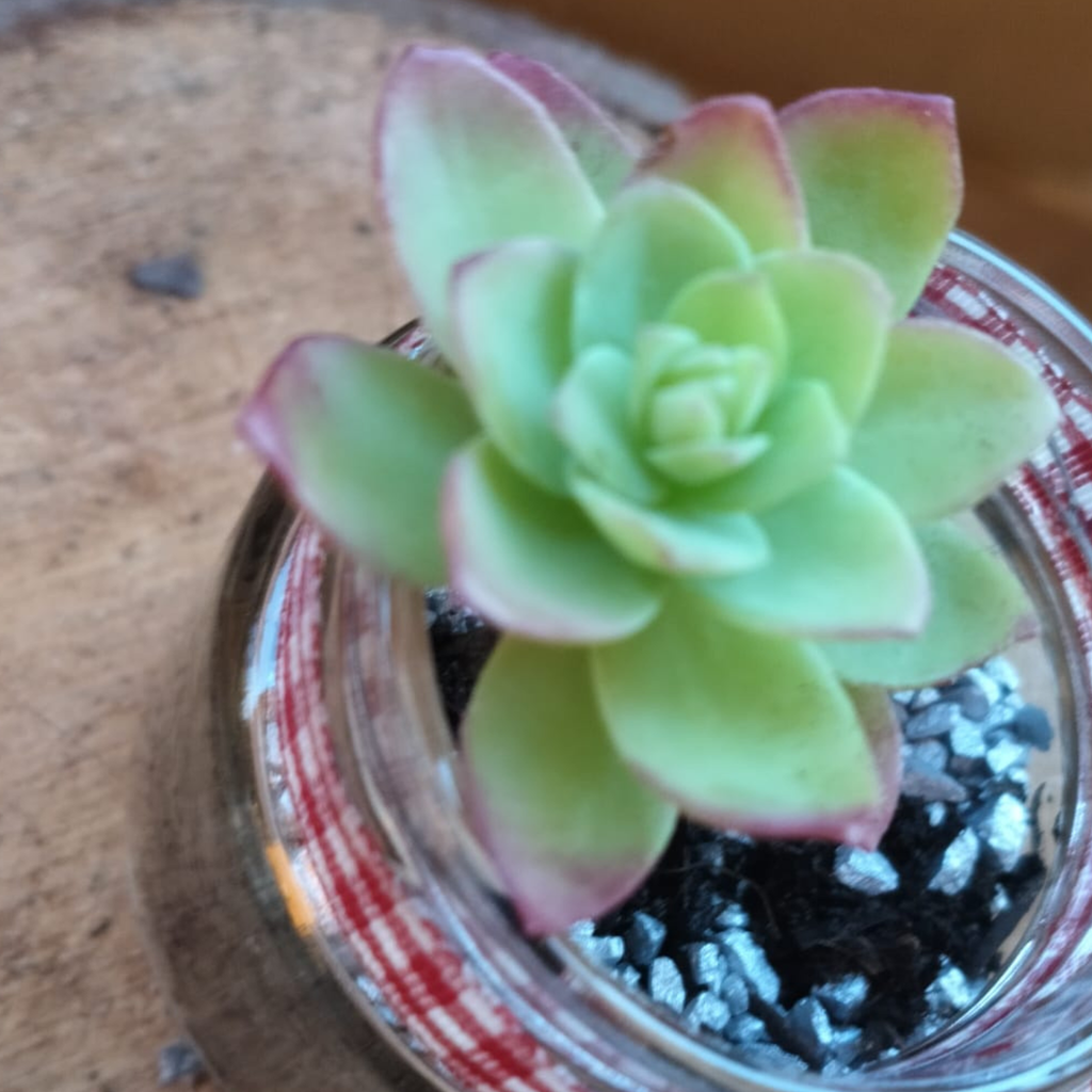 Pensiero a quadretti