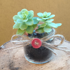 Pensiero intrecciato