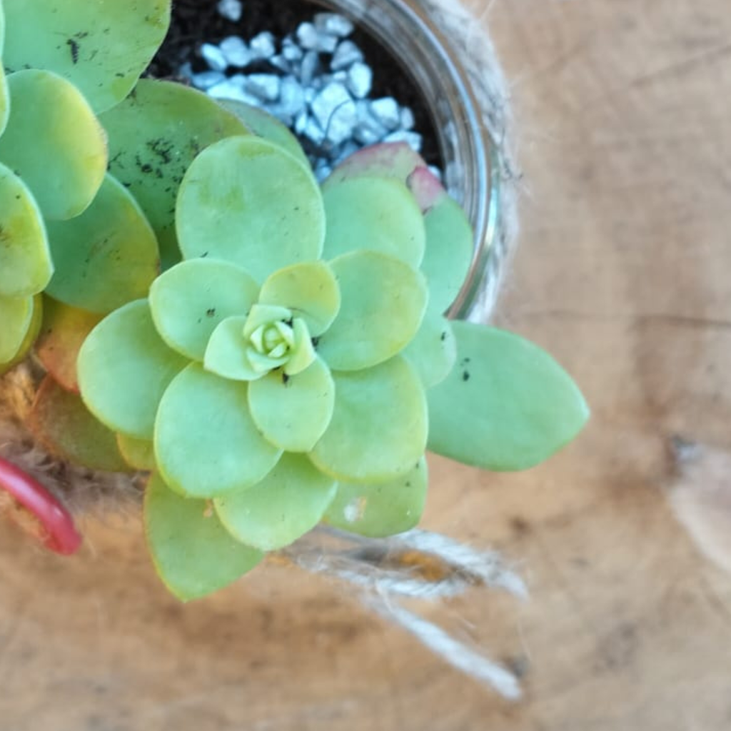 Pensiero intrecciato