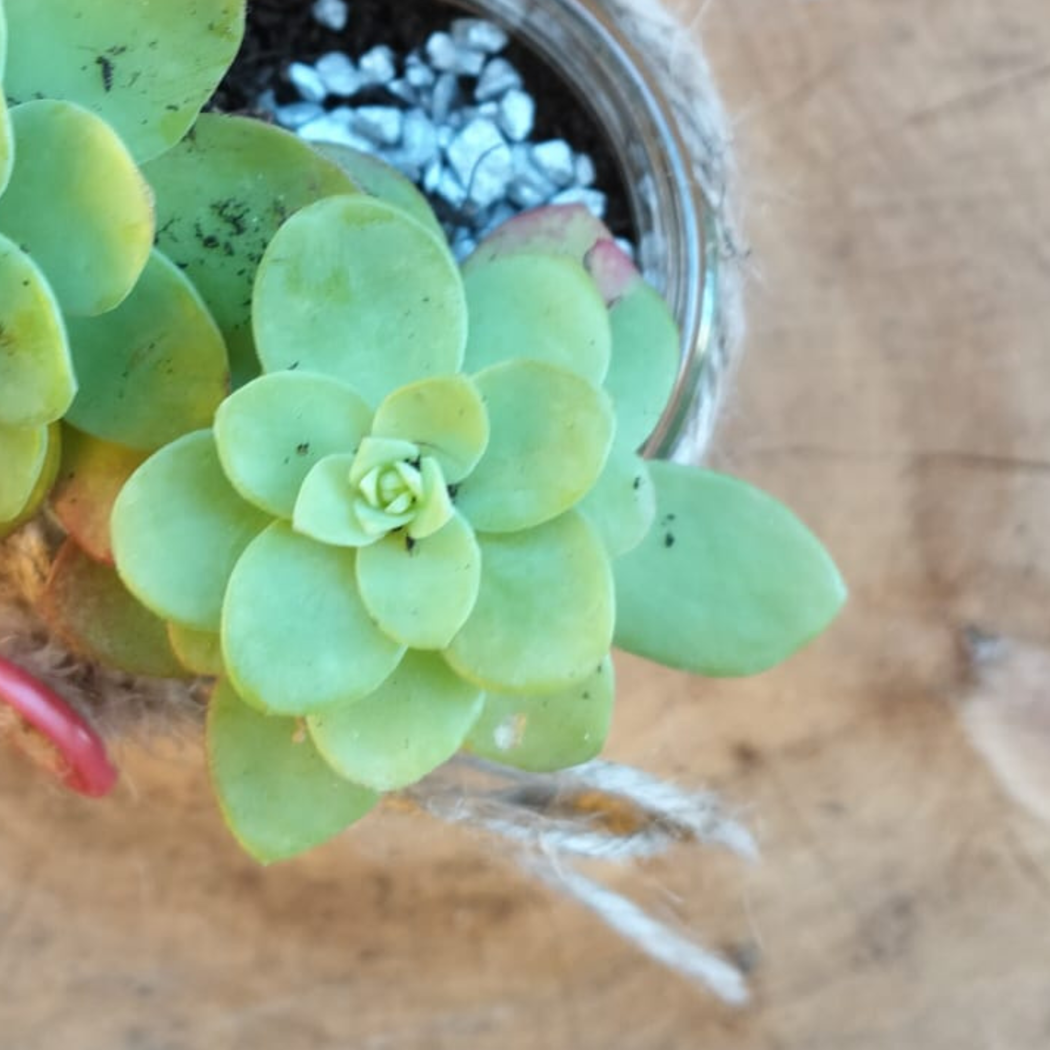 Pensiero intrecciato